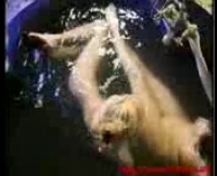 секс первый раз анал домашний